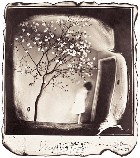 michael donnor, dreaming tree, dream, photographer, panopticon gallery