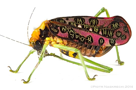 A female P. reimeri cleaning her foot. (Photo: Piotr Naskrecki)