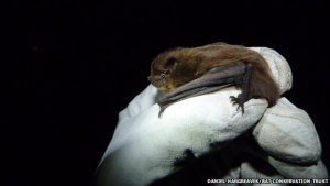 Bat