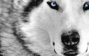 my mother is a wolf