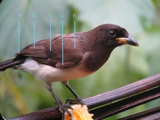 Psilorhinus_morio_Belize_IMG_5662_2014-02-09_quiz_web