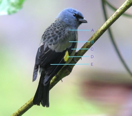 Thraupis_abbasBelize_IMG_5721_2014-02-09_quiz_web