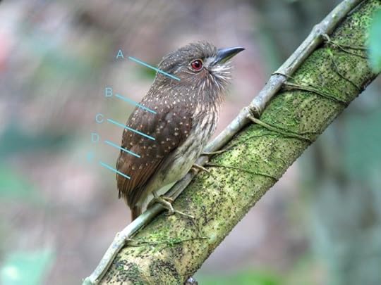 Malacoptila_panamensis_Belize_IMG_5494_2014-02-06_quiz_web