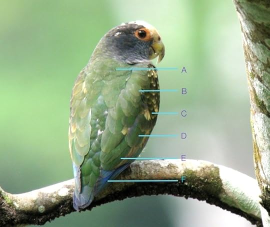 Pionus_senilis_Belize_IMG_5640_2014-02-08_quiz_web