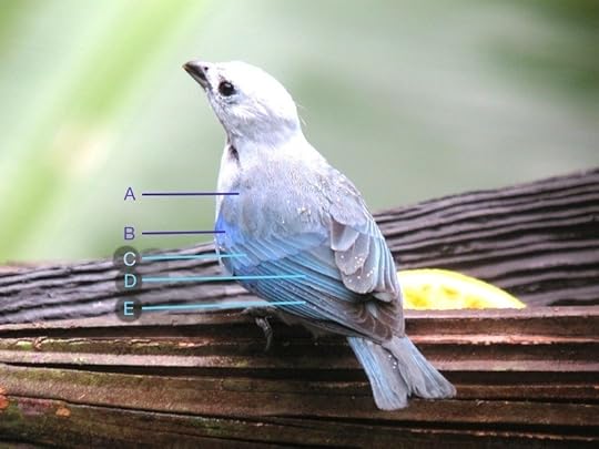 Thraupis_episcopus_Belize_IMG_5785_2014-02-09_2014-02-09_quiz_web