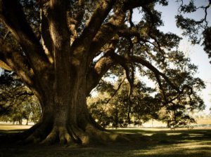 Old oak alley