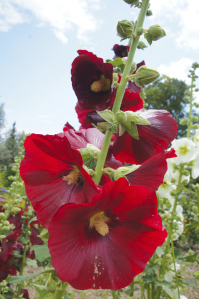 wine-red hollyhock