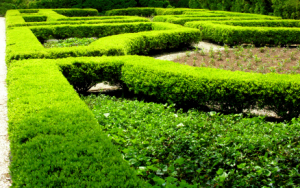 boxwood hedge