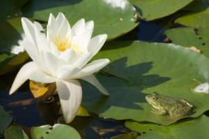 frog and water lily