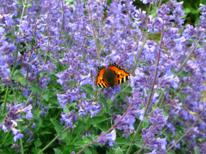 Sage in bloom
