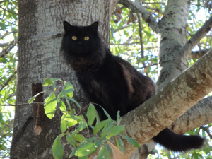 Paris, the cat who understands English