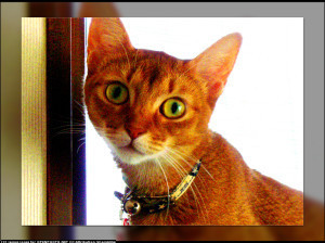 Yes, it would even work for cats.