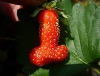 strawberry