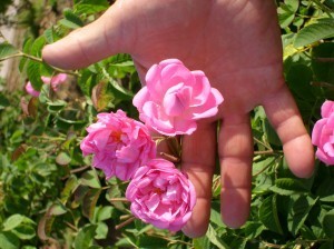roses in provence