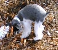 Lily the Schnauzer looking around