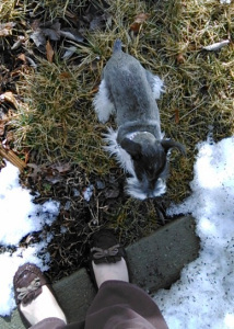 Lily the Schnauzer at Mom's feet