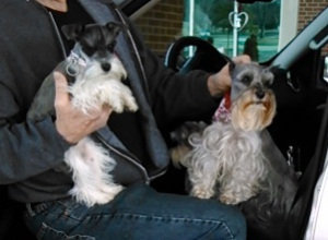 Lily the Schnauzer and friends