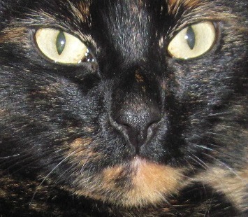 cat_eyes