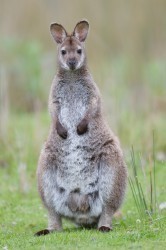 Bennett's wallaby, Bruny Island, Tasmania