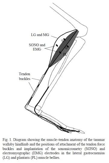 from Biewener et al (2004)