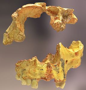 footprints_Homo_antecessor