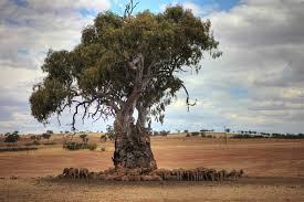 Paddock trees 2