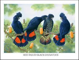 Red Tailed Black Cockatoos
