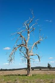 Paddock trees 4