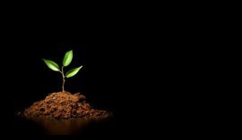 plant growing