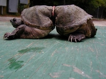 tartaruga