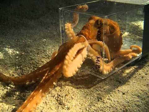 octo