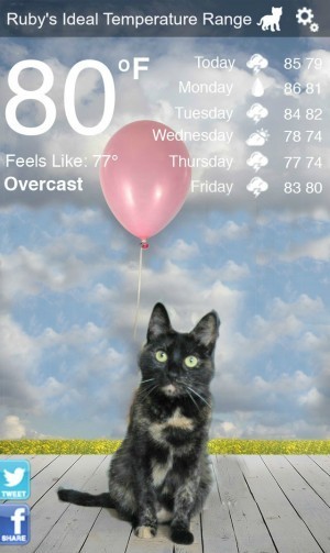 weather_kitty