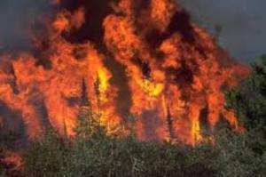 forest fire