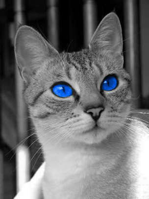 jayfrost