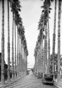 palm drive los angeles 1930