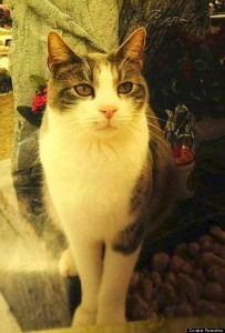 CAT-GIFTS-OWNERS-GRAVE-