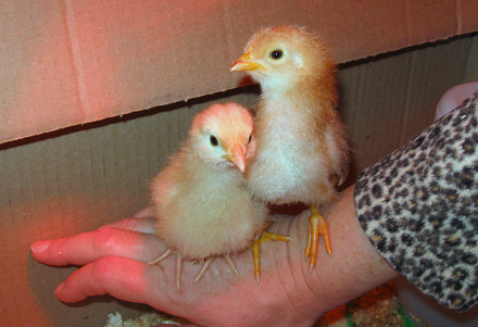 chicks