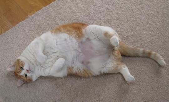 Fat cat