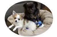 BradleyRichBiscuit_Gravy