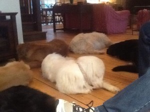 Rosenfelt House Dogs