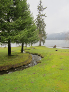rainforest, Lake Quinault, writers retreat, 
