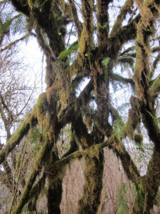 forest, rainforest, Lake Quinault, Olympic Peninsula