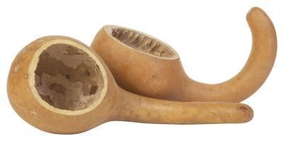 bottle gourd