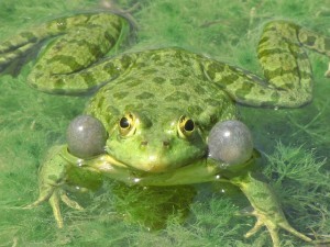 croaking-frog