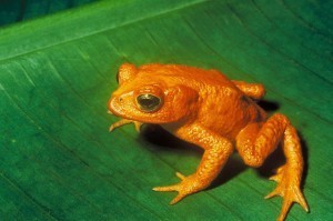 orange-frog