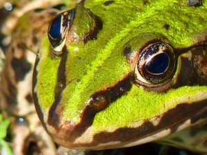 close-up-frog