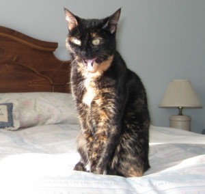 do_cats_talk