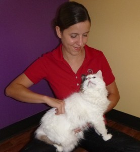 chiropractic_care_for_cats