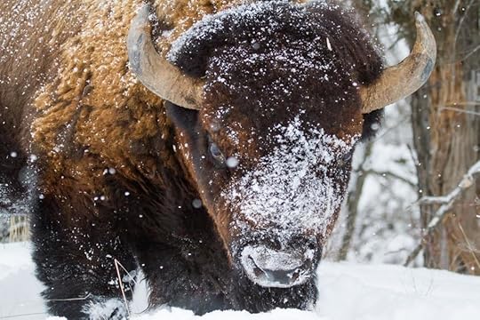 cold buffalo