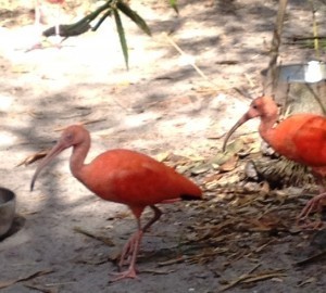 zoo1